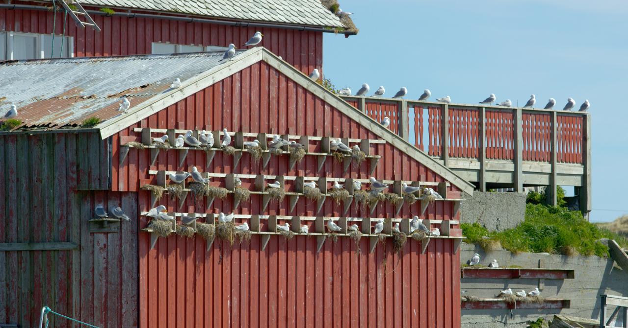 Fiskarheimen Havly, Rost Røst Exterior foto